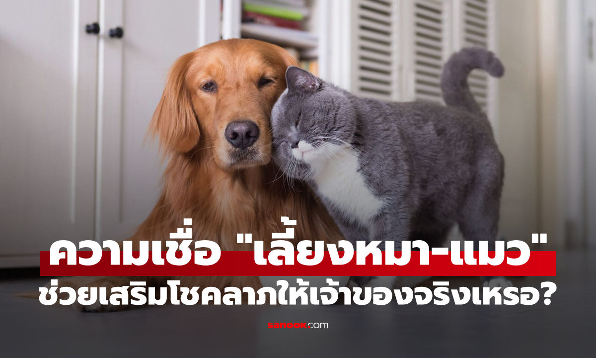 เลี้ยงหมา–แมวแล้วดวงดีขึ้นจริงไหม? ไขปริศนาความเชื่อที่หลายคนมักพูดถึง