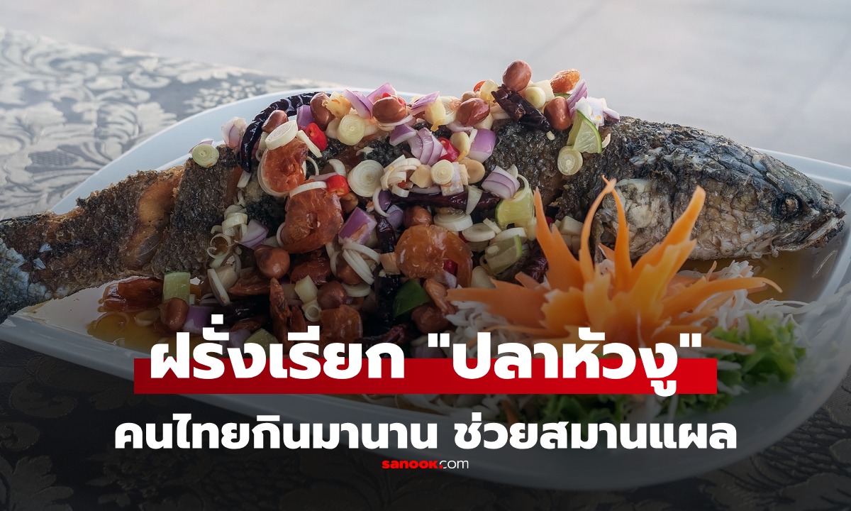 ฝรั่งเรียก "ปลาหัวงู" ปลาพื้นบ้านไทย หาโคตรง่าย สรรพคุณช่วยสมานแผล-ฟื้นฟูร่างกาย