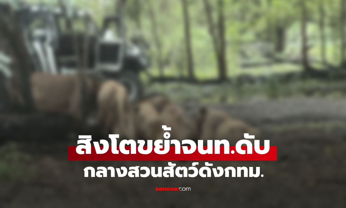 ด่วน! สิงโตสวนสัตว์กรุงเทพฯ กัดขย้ำเจ้าหน้าที่เสียชีวิตกลางวันแสกๆ