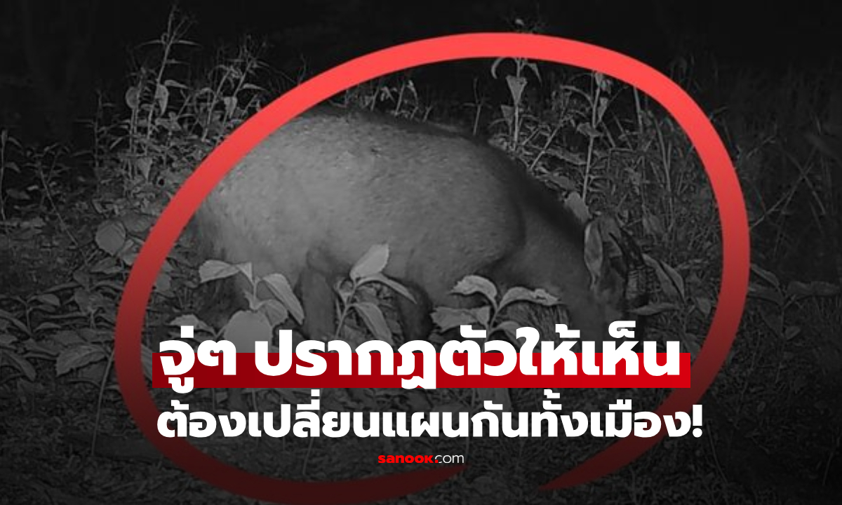 ฮือฮา! เปลี่ยนแผนกันทั้งเมือง จู่ๆ "สัตว์หายาก" ปรากฏตัวในเกาหลี ต้องคุ้มครองระดับสูงสุด