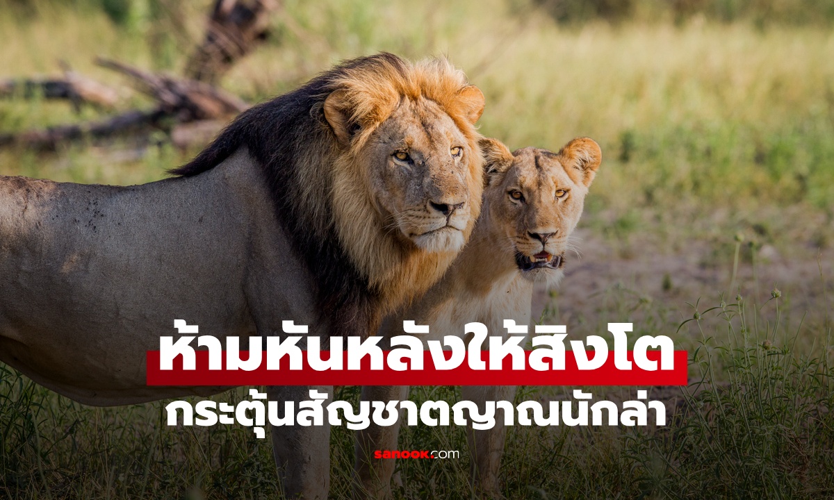 ห้ามหันหลังให้ "สิงโต" กระตุ้นสัญชาตญาณนักล่า รู้วิธีเอาตัวรอดเมื่อต้องเผชิญหน้า