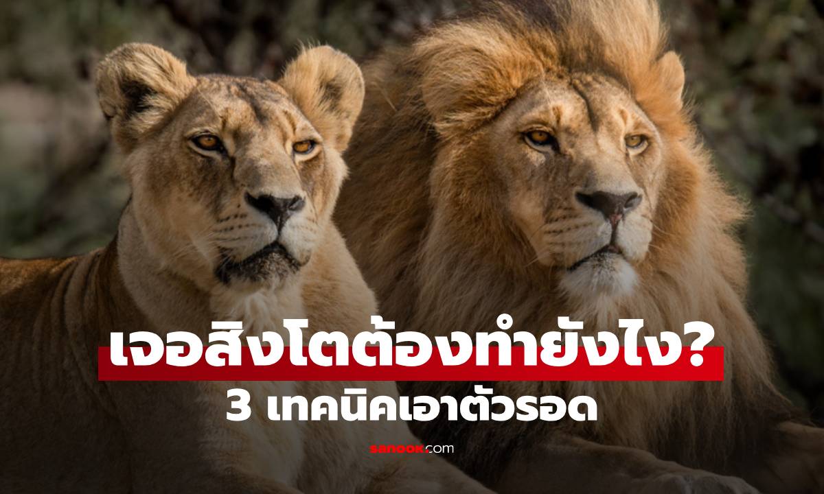 เจอสิงโตต้องทำยังไง? 3 เทคนิคเอาตัวรอด เมื่อเผชิญหน้าสัตว์ร้าย