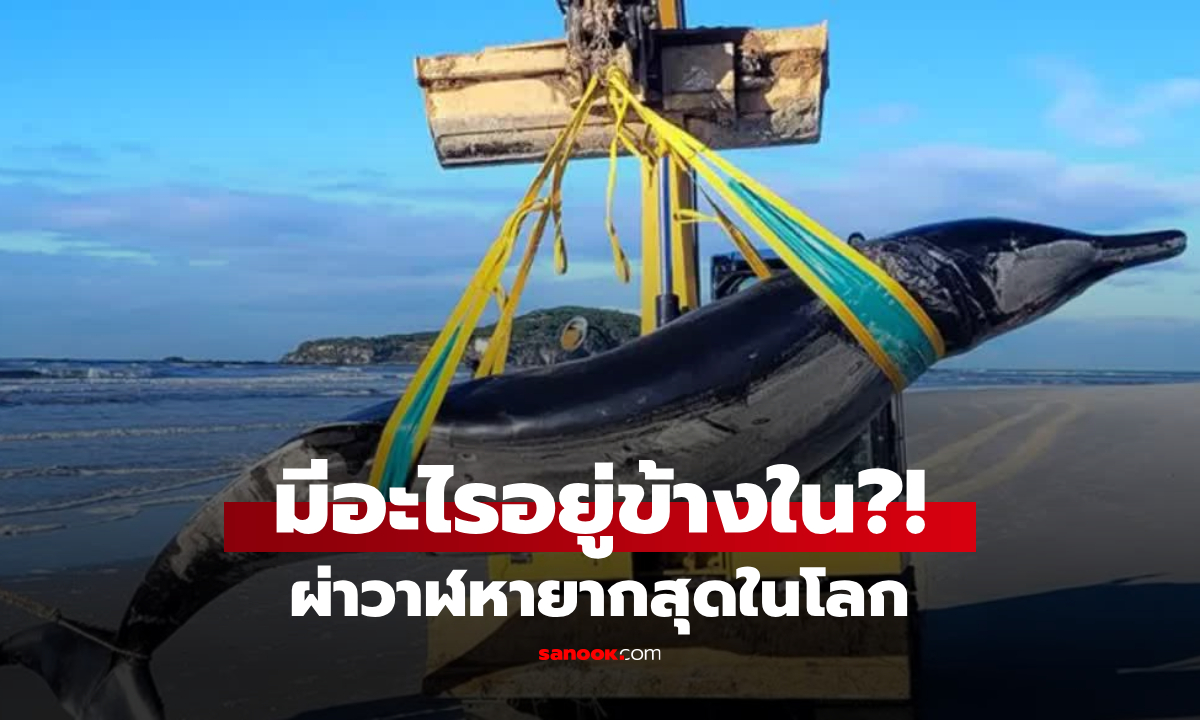 ผ่าท้องวาฬ "หายากที่สุดในโลก" ค้นพบความจริงอันน่าตกใจ ไม่เคยพบเห็นมาก่อน!