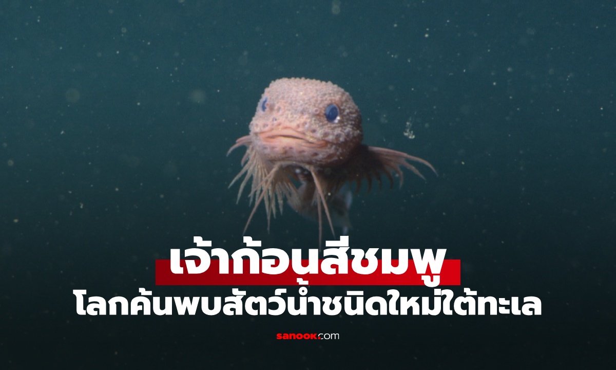 โลกค้นพบสัตว์น้ำสายพันธุ์ใหม่ "เจ้าก้อนสีชมพู" แห่งท้องทะเล น้องน่ารักน่าเอ็นดูมาก