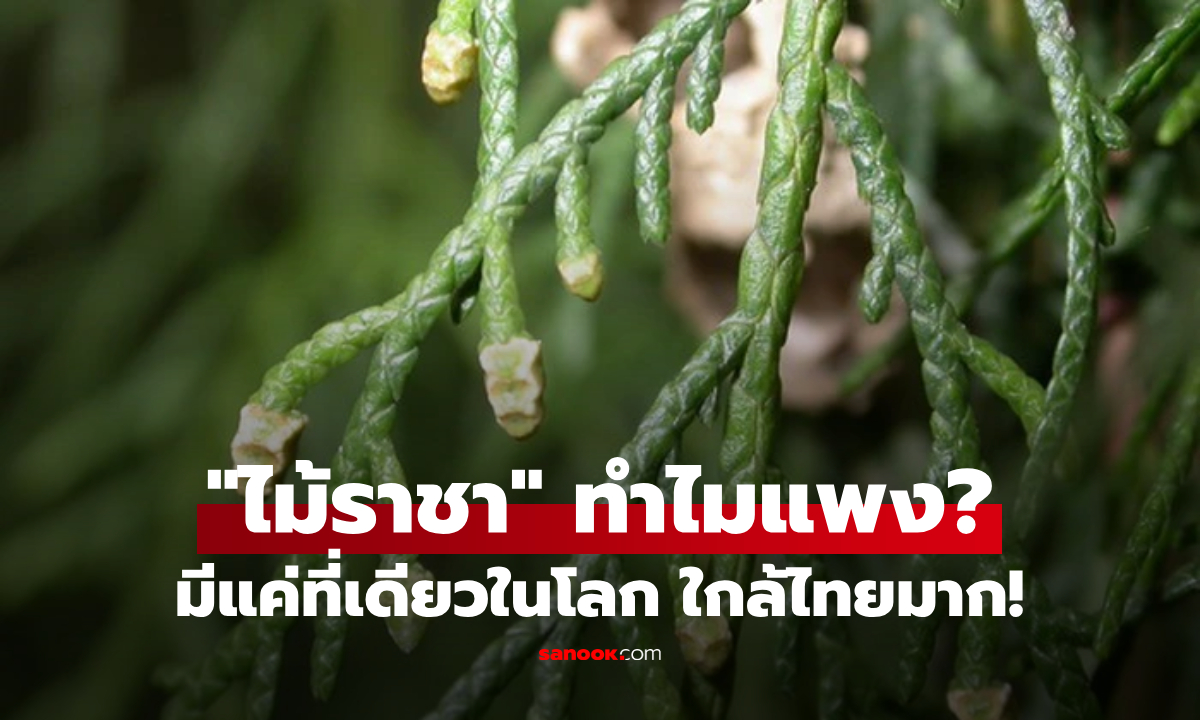 เปิดราคา "ไม้ราชา" ต้นไม้มหาสมบัติ มีแค่ประเทศเดียวในโลก และอยู่ในอาเซียน!