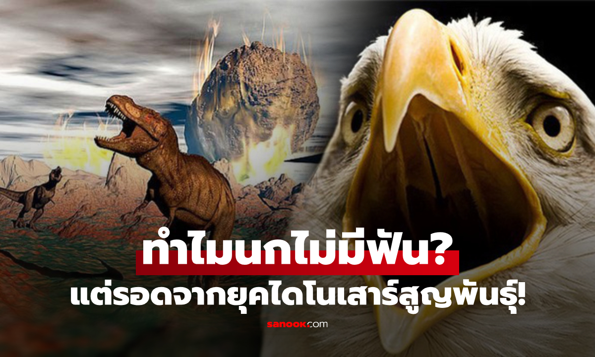ทำไมนกไม่มีฟัน? ความลับวิวัฒนาการอัจฉริยะ ที่ช่วยให้ 