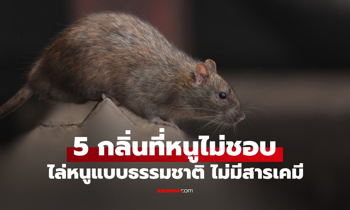 5 กลิ่นที่ "หนู" ไม่ชอบ เคล็ดลับไล่หนูด้วยวิธีธรรมชาติ ไม่ต้องฆ่าสัตว์ตัดชีวิต
