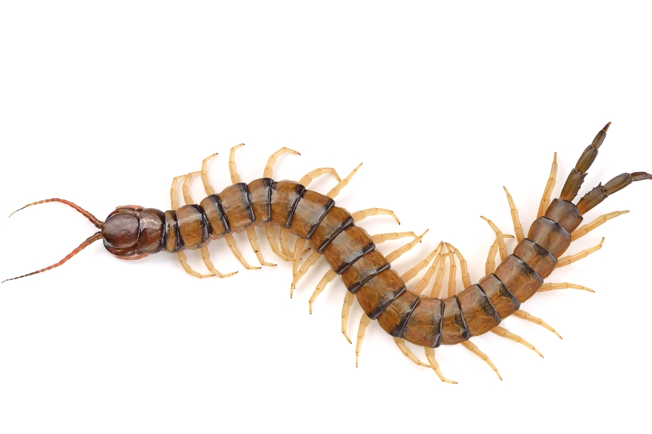insect-identification-centipe