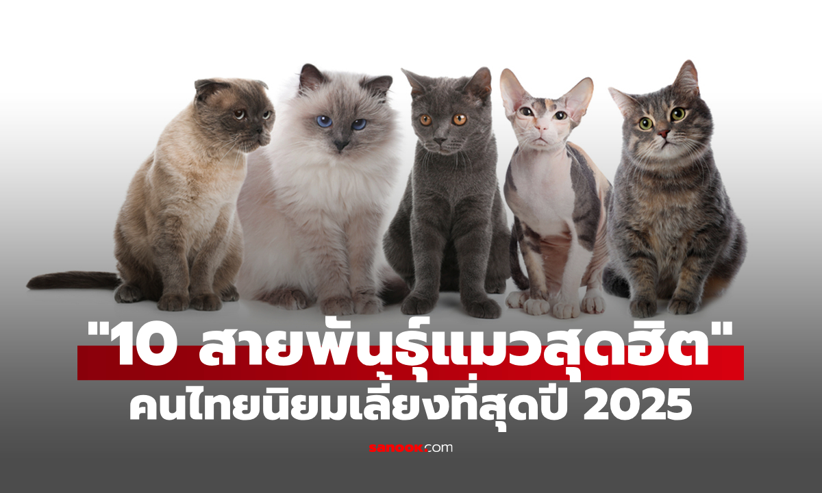 อัปเดต "10 สายพันธุ์แมว" ที่คนไทยนิยมเลี้ยงมากที่สุดปี 2025