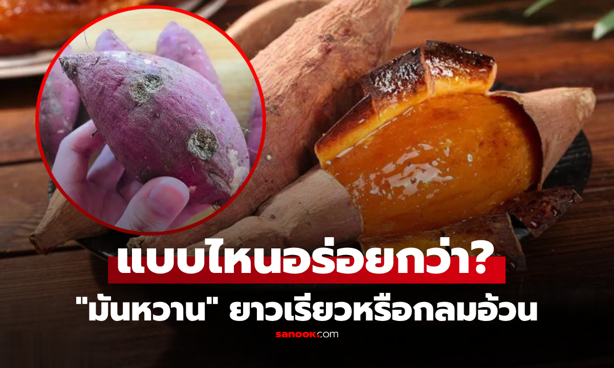 แบบไหนอร่อยกว่า? "มันหวาน" ยาวเรียวหรือกลมอ้วน เลือกถูกได้ของดี หวาน-มัน-นุ่ม ไม่ฝาด!