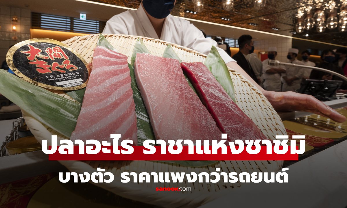 ไม่ใช่แซลมอน! "ฮอนมากุโระ" ราชาแห่งซาชิมิ แพงระดับไฮเอนด์ บางตัวราคา 100 ล้าน!