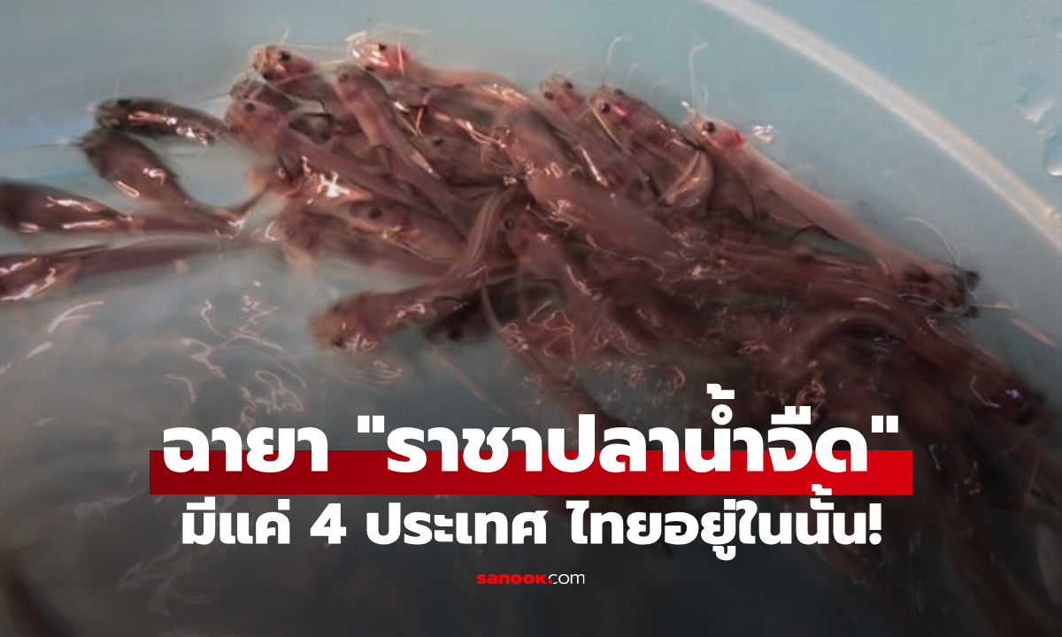 สมบัติแห่งแม่น้ำ ฉายา “ราชาปลาน้ำจืด” ทั่วโลกมีแค่ 4 ประเทศ ไทยอยู่ในนั้น!