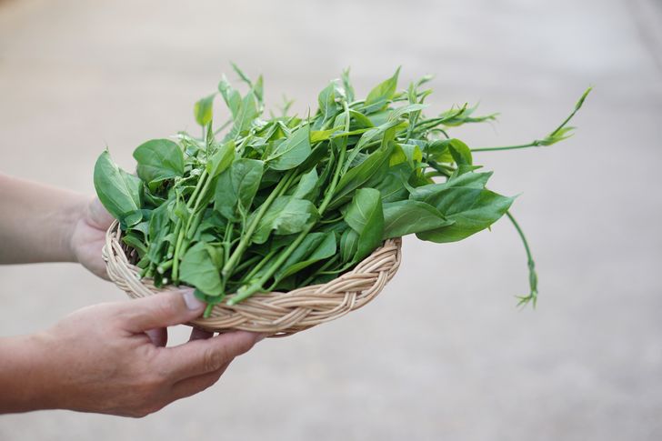 ผักเชียงดา