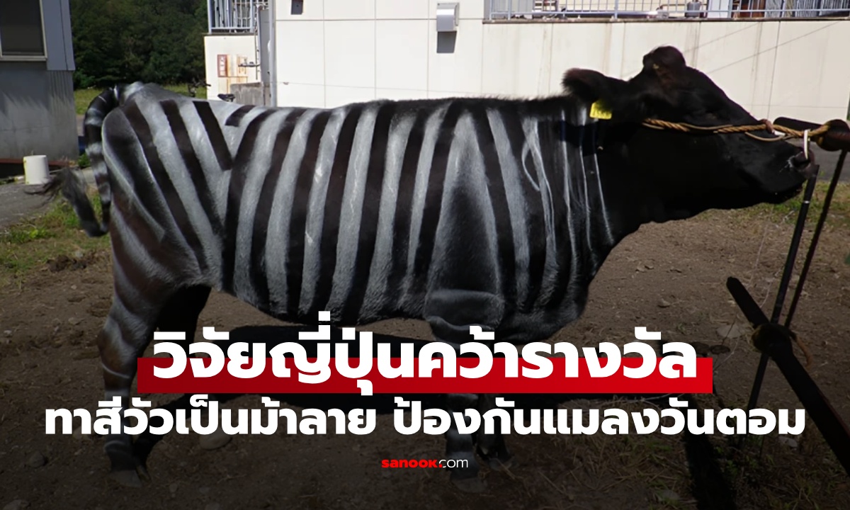 นักวิจัยญี่ปุ่นคว้ารางวัล "อิกโนเบล" ผลงานทาสีวัวเป็นม้าลาย มีประโยชน์จริงไม่จ้อจี้!