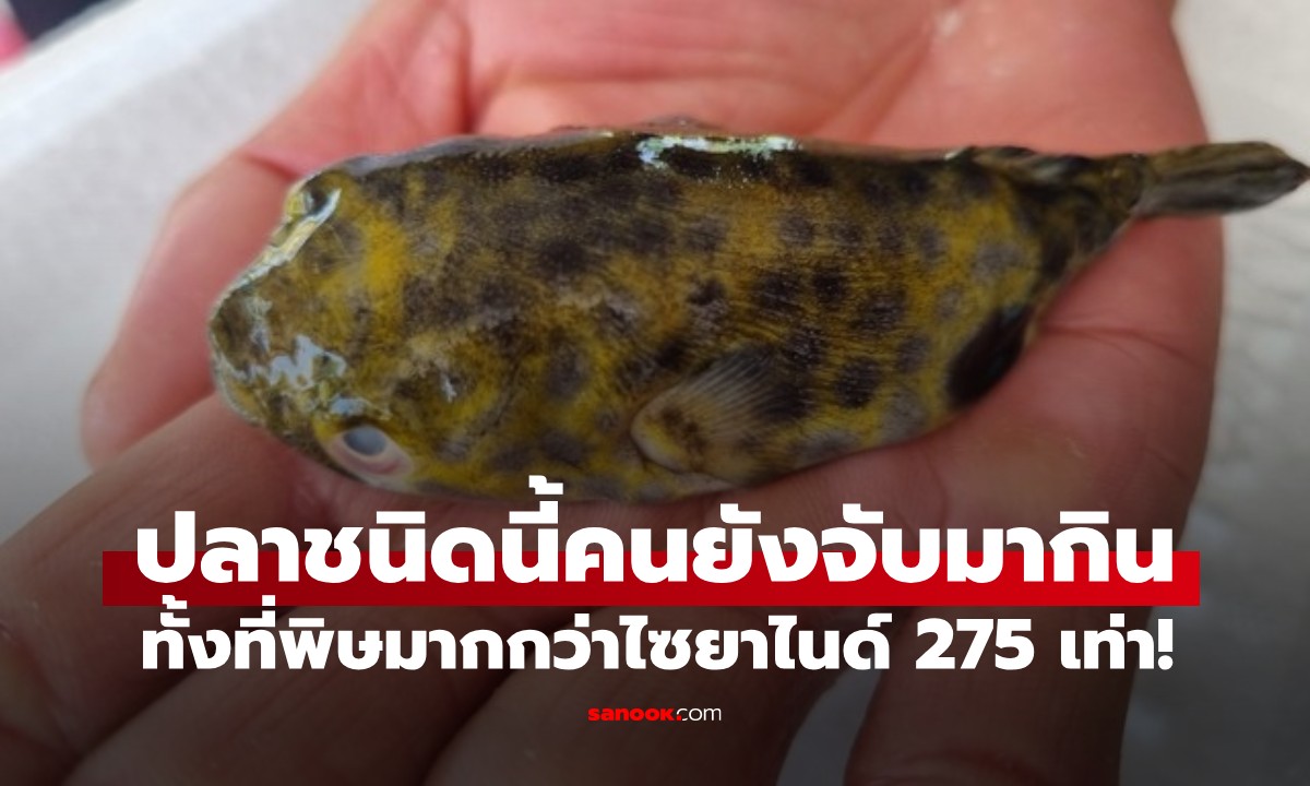 ปลามีพิษมากกว่าไซยาไนด์ถึง 275 เท่า หลายคนยังชะล่าใจ! ยังจับมาทำอาหารกิน