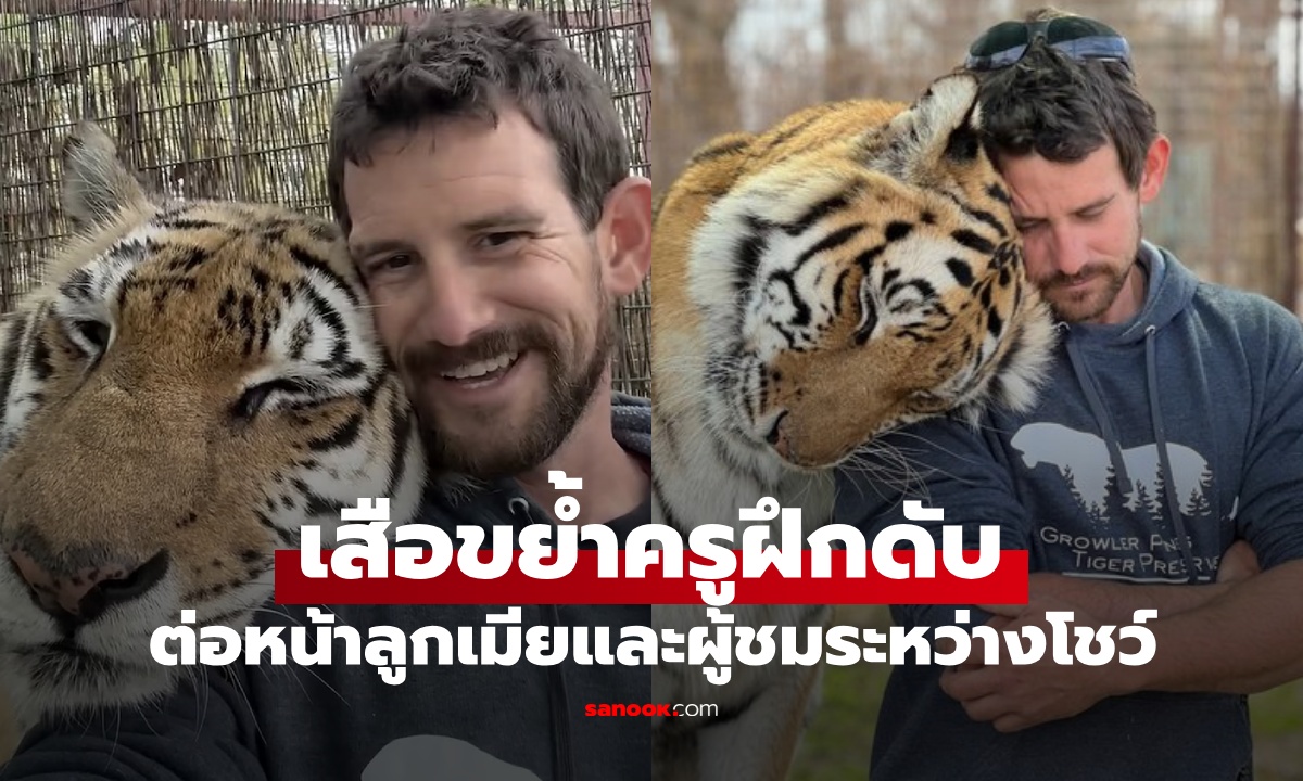 สะเทือนขวัญ "เสือ" ขย้ำครูฝึก ระหว่างทำการแสดง ดับต่อหน้าลูกเมียและผู้ชม