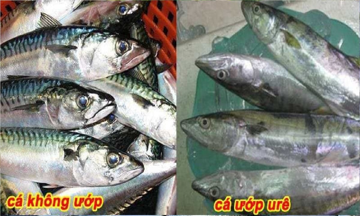 ปลาสด vs ปลาที่แช่สารยูเรียและบอแรกซ์