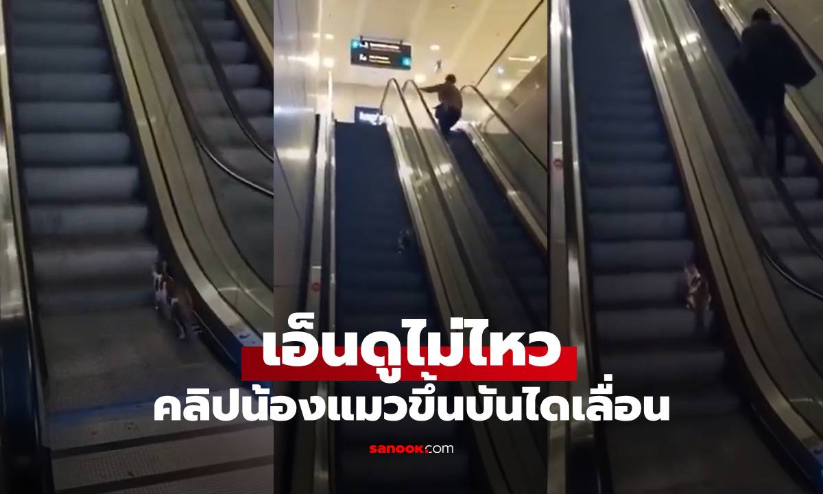 ทำไมไม่ถึงสักทีนะ? แมวเดินขึ้นบันไดเลื่อนผิดฝั่ง โชคดีมีหนุ่มใจดีเข้าช่วย (มีคลิป)