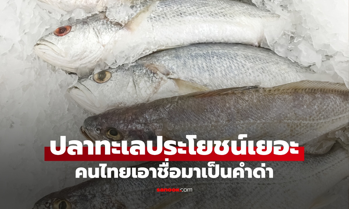 ปลาทะเล 1 ชนิด บำรุงสมองชั้นยอด คนไทยคุ้นเคยดี เพราะเอาชื่อมาเป็นคำด่า