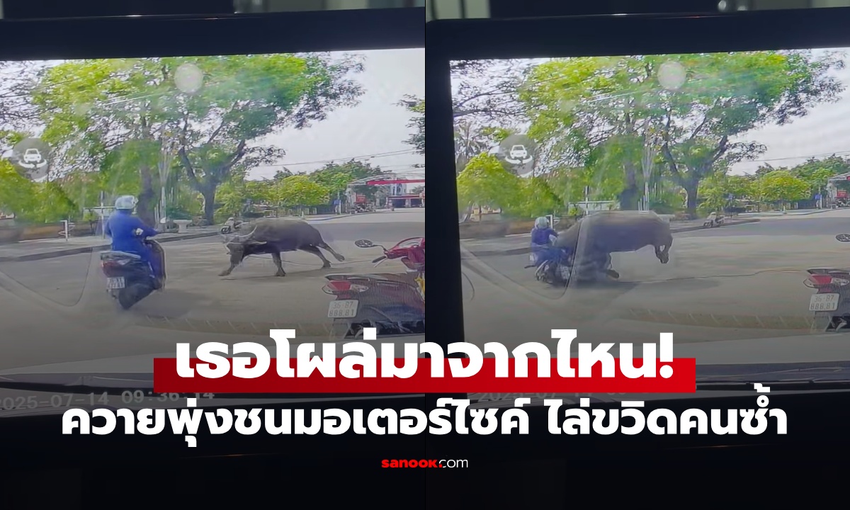 เธอโผล่มาจากไหน! ควายพุ่งชนมอเตอร์ไซค์กลางถนน ไล่ขวิดคนซ้ำ เผยชะตากรรมเหยื่อ