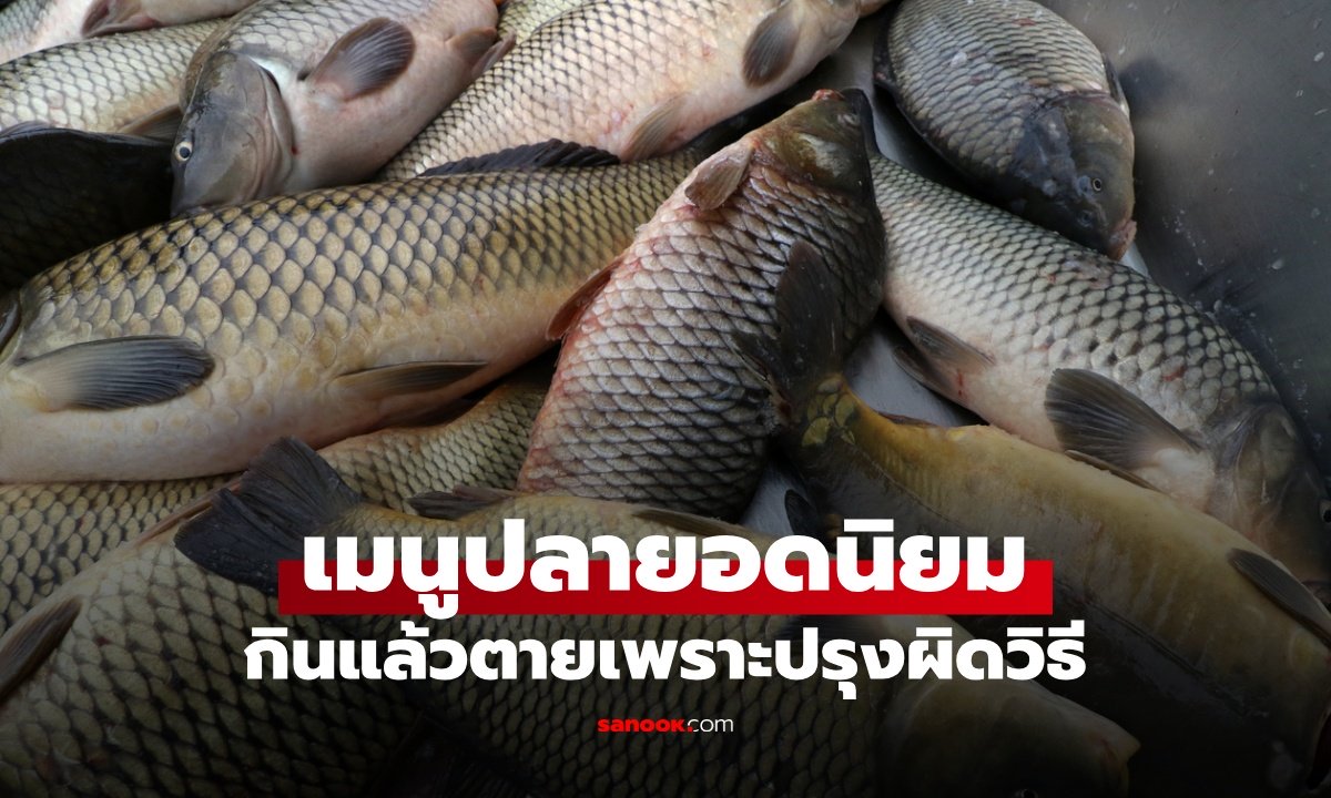 ปลายอดนิยม "กินแล้วตาย" ที่แท้ปรุงผิดวิธี แพทย์ชี้ 2 จุดพลาดกลายเป็นเมนูมรณะ