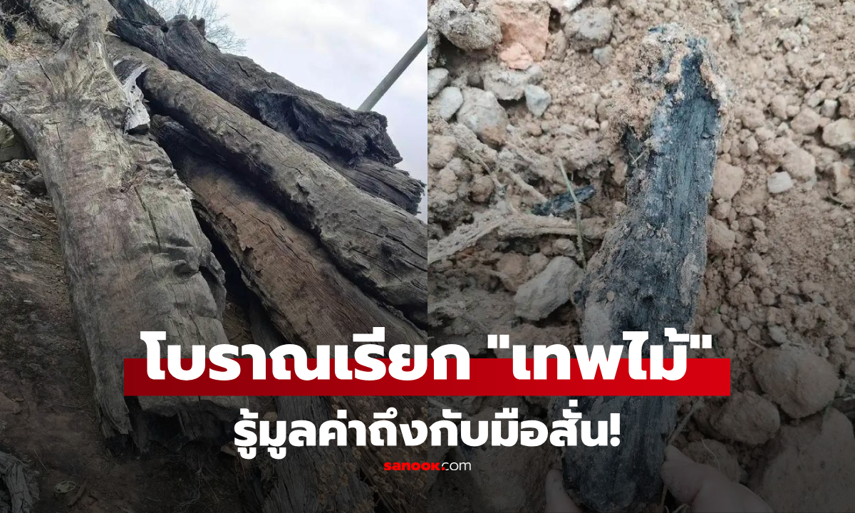 รู้ราคาถึงกับมือสั่น! ขุดนาเจอต้นไม้ยาว 20 เมตร ส่งกลิ่นหอมฟุ้ง ตร.สั่งปิดล้อมพื้นที่ทันที