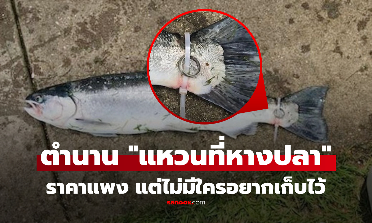 ซวยทั้งเรือ! ตกได้ปลาใส่ "แหวนเพชร" กัปตันหน้าซีดเฉลย คำสาปเมียเก่ากลับมาเล่นงาน...