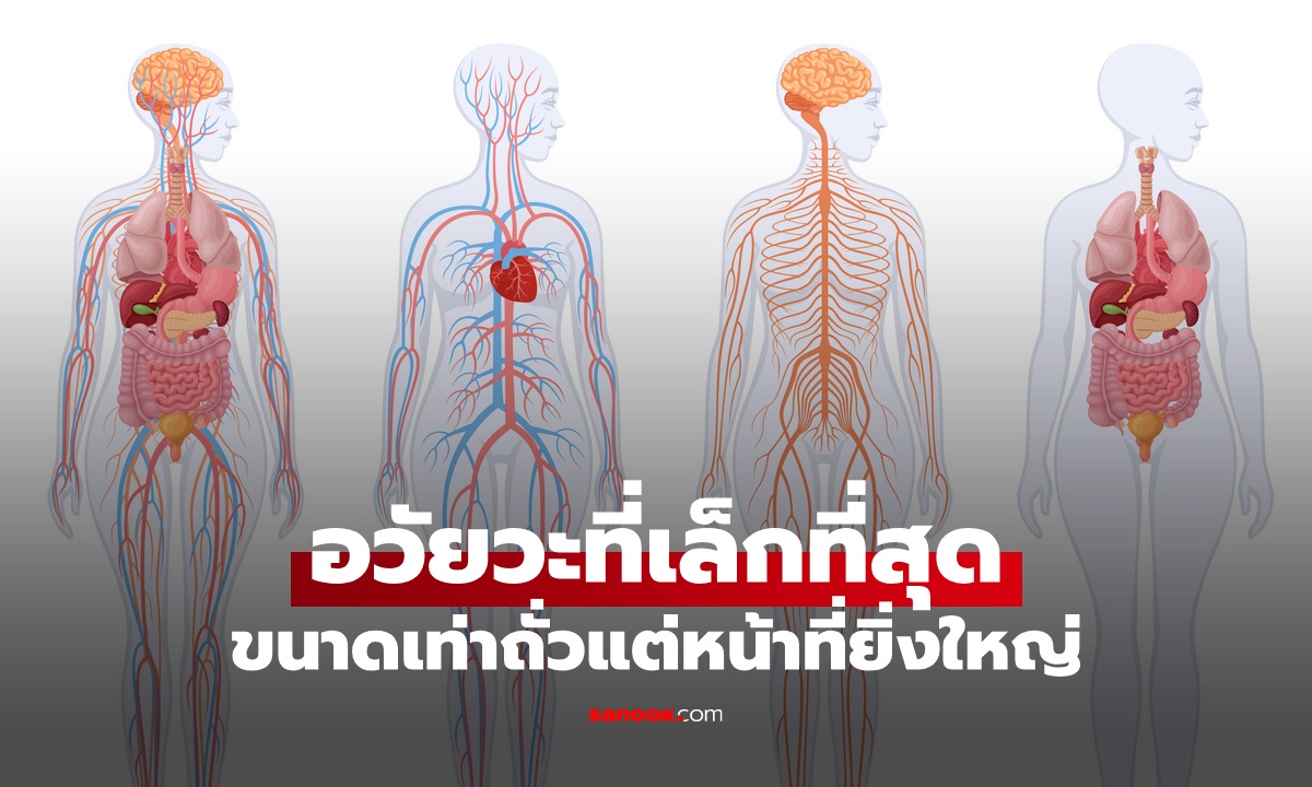 อวัยวะเล็กที่สุดในร่างกาย "ดวงตาที่สามของมนุษย์" ขนาดเท่าถั่วแต่หน้าที่ยิ่งใหญ่