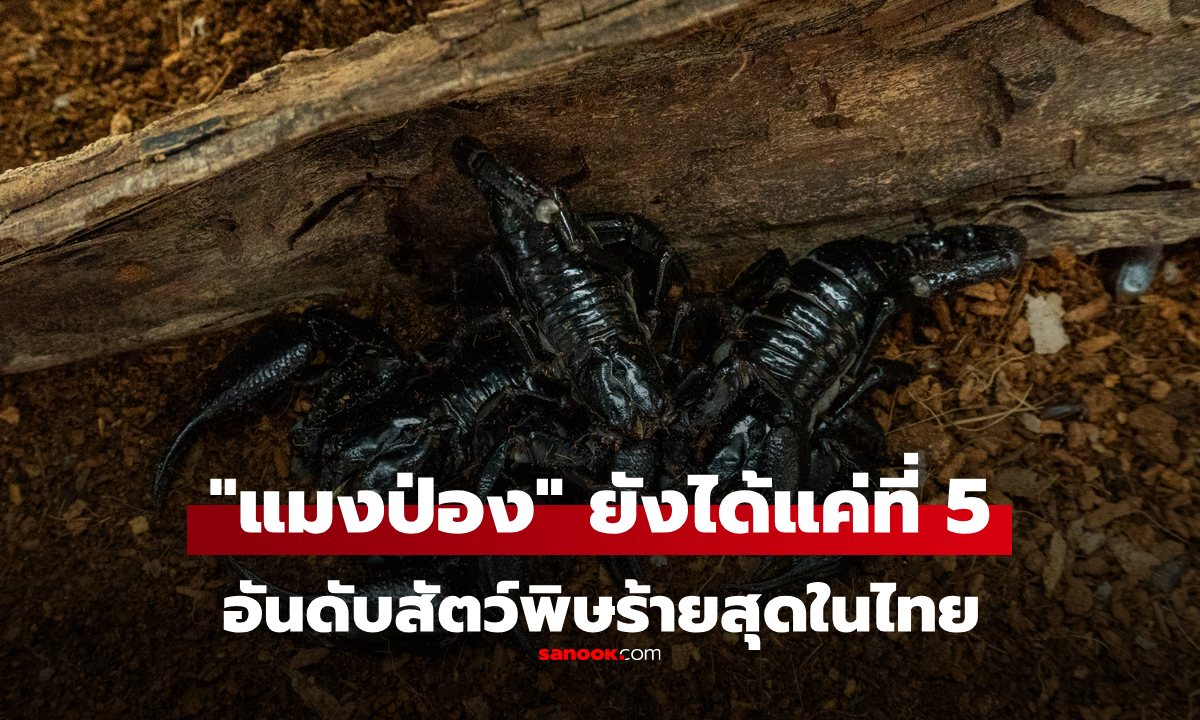 5 อันดับสัตว์มีพิษ ร้ายแรงที่สุดในไทย ถ้าเจอรีบหนีให้ไกล อันดับ 1 ทายถูกไหม?