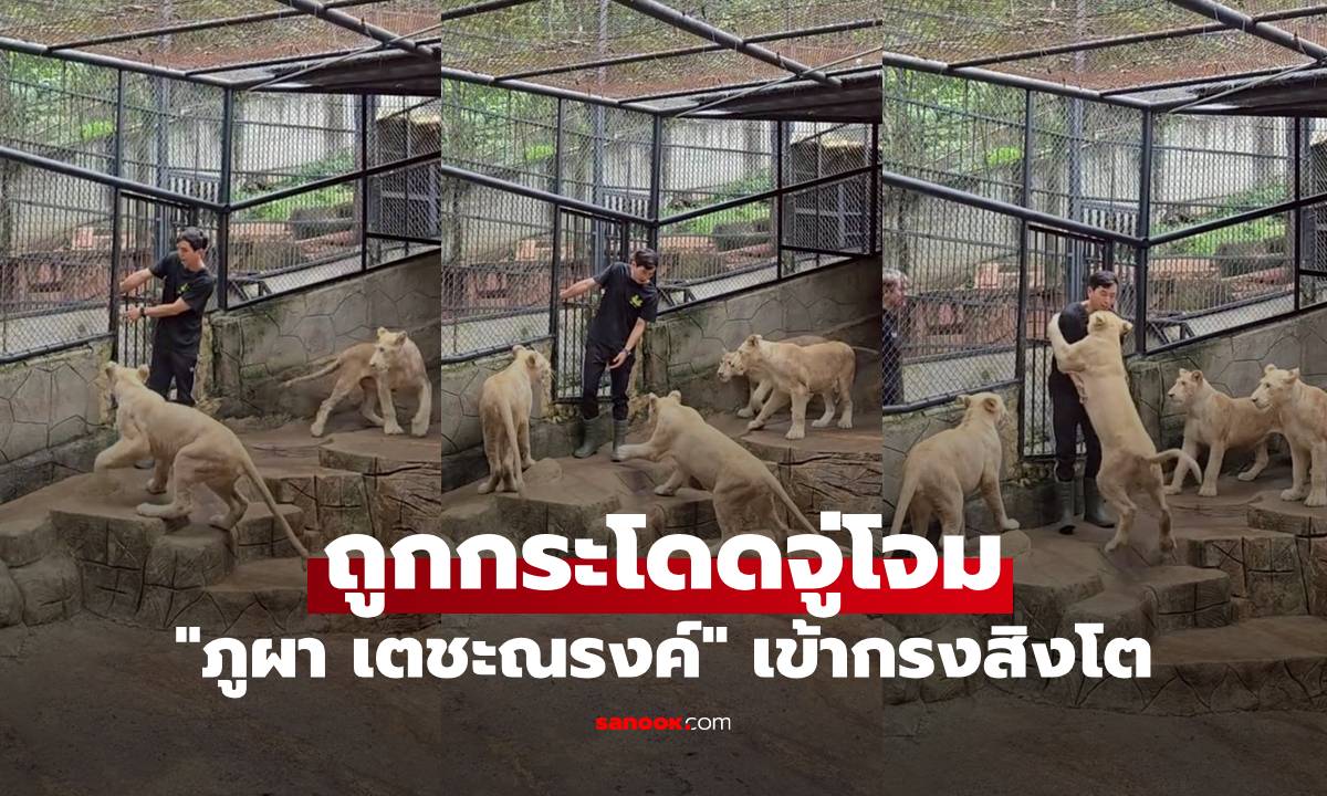 "ภูผา เตชะณรงค์" เข้ากรงสิงโต ถูกกระโดดจู่โจม เห็นแล้วแอบหวั่น คอมเมนต์รัวๆ