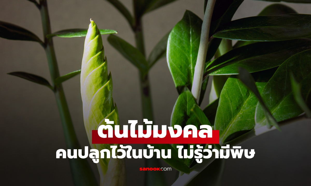 ต้นไม้มงคล 1 ชนิด คนปลูกไว้ในบ้านเรียกโชคลาภ แท้จริงซ่อนสารพิษอันตราย
