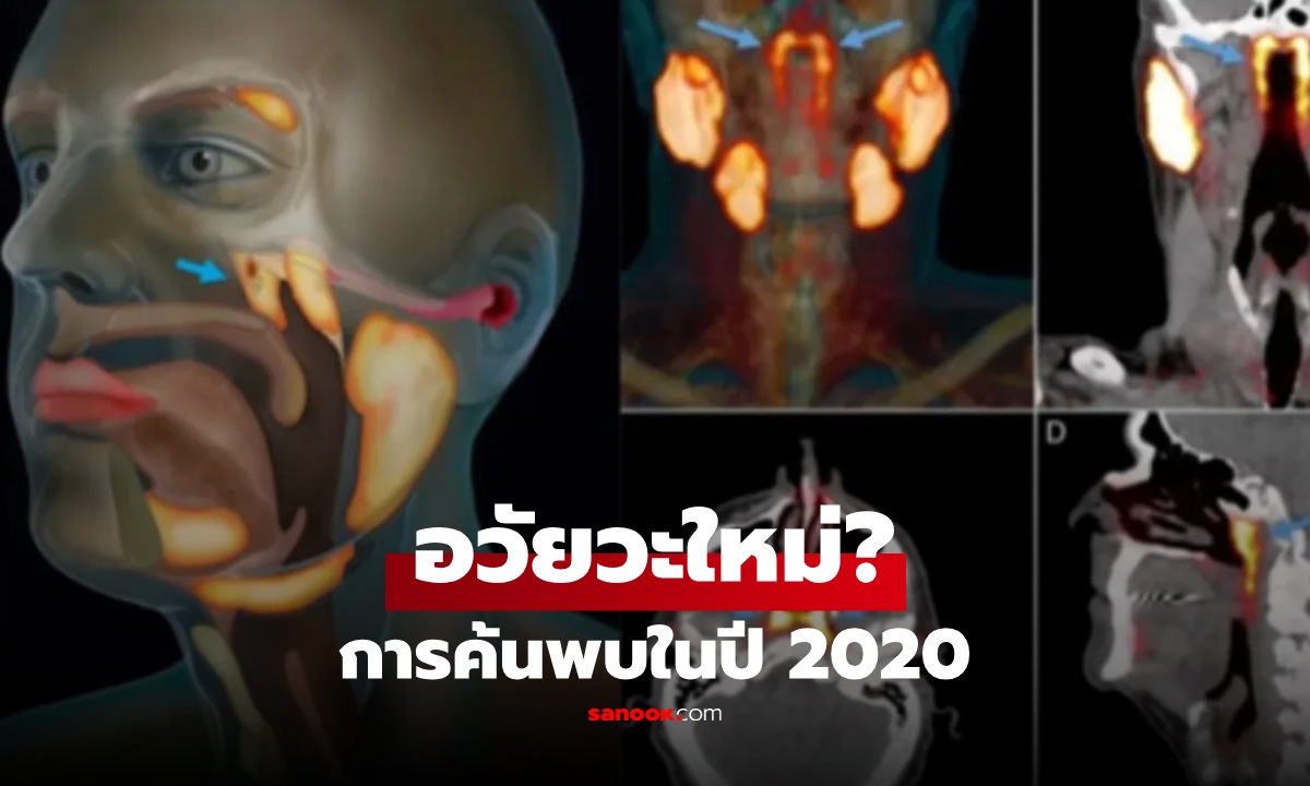 อวัยวะใหม่? การค้นพบในปี 2020 นักวิทย์ฯ ตะลึง สิ่งซ่อนเร้นในร่างกายมนุษย์