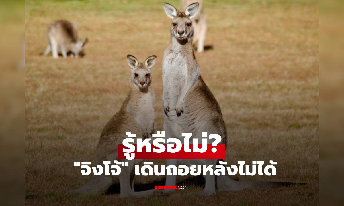 รู้หรือไม่? "จิงโจ้" เดินถอยหลังไม่ได้ ไขปริศนาโพสต์นี้มีคำตอบ
