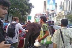 เดือด!ควาญช้างไทย สับตะขอใส่ฝรั่ง