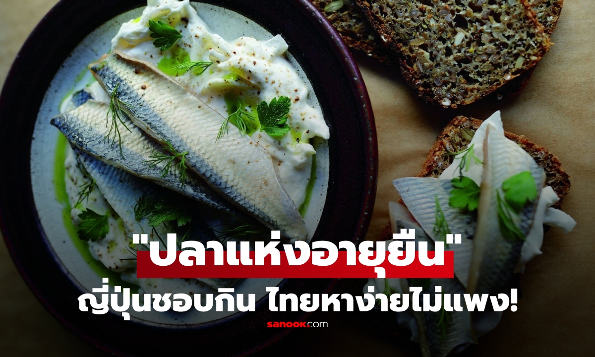 "ปลาอายุยืน" คนญี่ปุ่นนิยมกิน เสี่ยงตายต่ำลง ทะเลไทยหาง่าย ราคาถูก แต่ยังโดนมองข้าม!