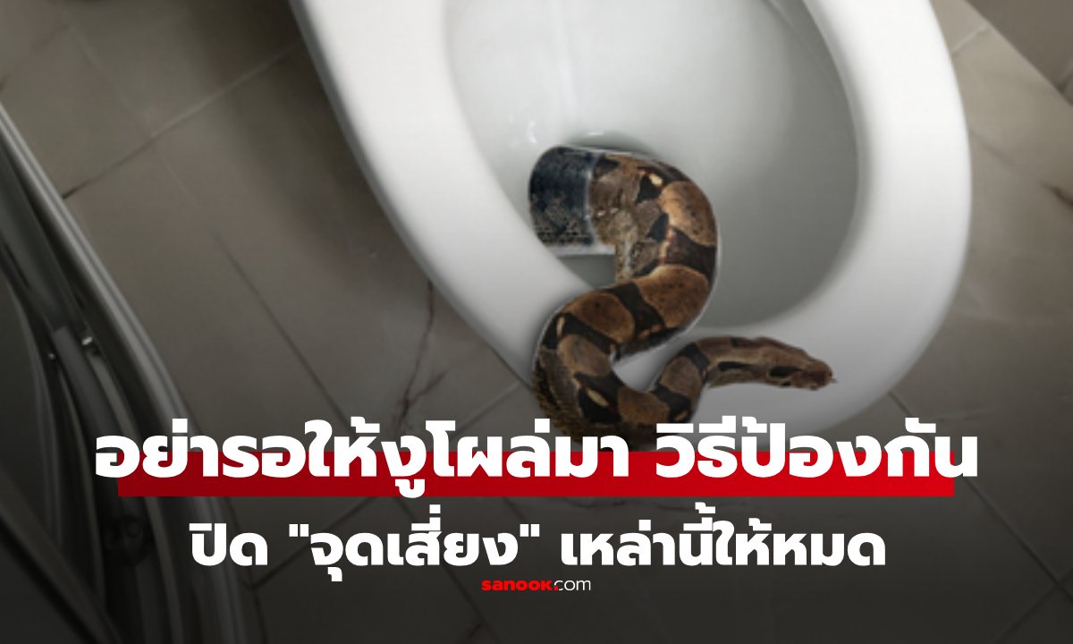 อย่ารอให้ "งูเข้าบ้าน" เช็กจุดเสี่ยงเหล่านี้ ทั้งบ้าน และ คอนโด ถ้าไม่อยากเจองูโผล่