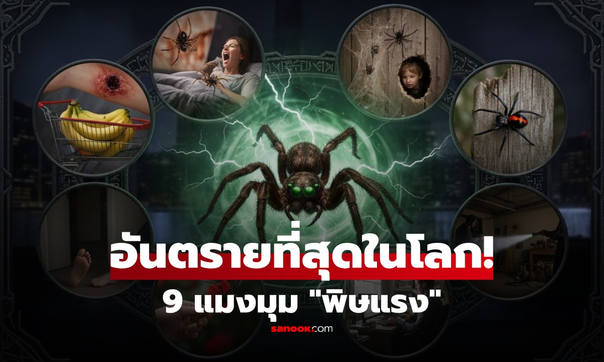 เปิดโฉม 9 แมงมุม "อันตรายสุดในโลก" Black Widow อยู่แค่อันดับ 5 แชมป์พิษสุดสะพรึง!!!