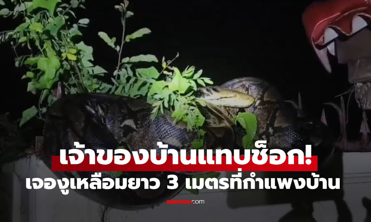 เจ้าของบ้านแทบช็อก! "งูเหลือมยักษ์" อยู่บนกำแพง กู้ภัย 3 นาย ยังเอาแทบไม่อยู่