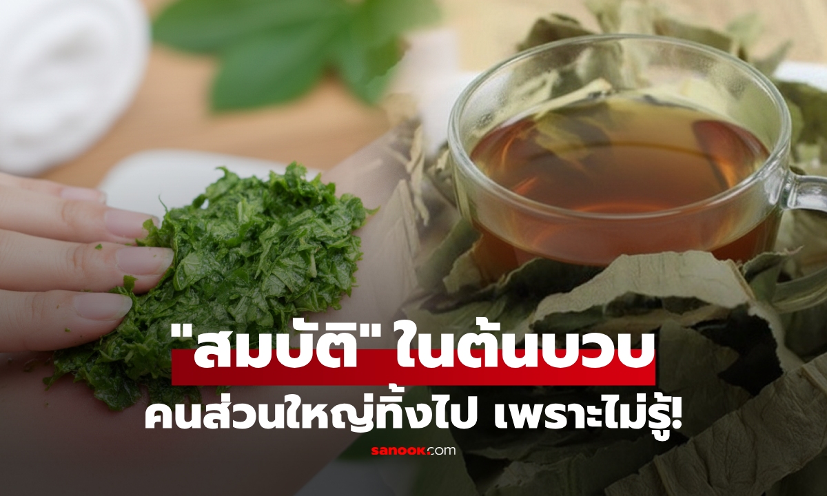 1 ส่วนในต้นบวบ ใช้เป็น "สมบัติล้ำค่า" ของตับ-ตา-ผิวหนัง แต่คนส่วนใหญ่ไม่รู้ ทิ้งเกลี้ยง!