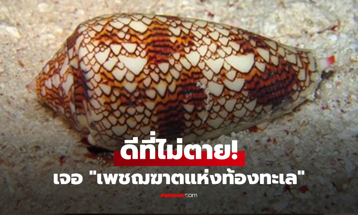 สาวอวดรูป "หอยแสนสวย" ที่เจอบนหาด คนนับล้านเหงื่อแตกพลั่ก มันคือเพชฌฆาตตัวจริง!