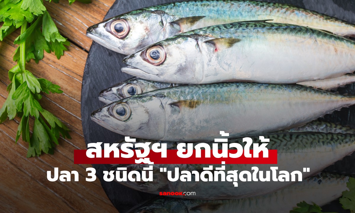 สหรัฐฯ ยกย่อง ปลา 3 ชนิด "ดีที่สุดในโลก" อุดมด้วยโปรตีนและโอเมก้า-3 ที่ไทยมีครบ!