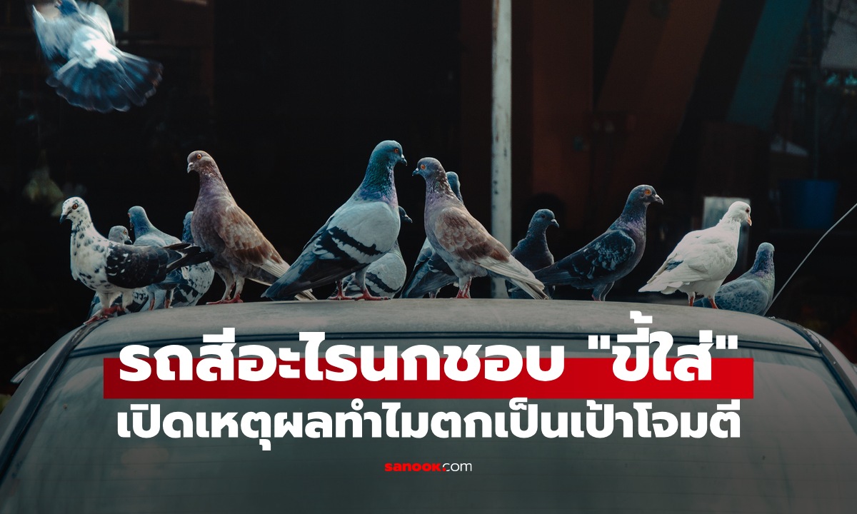 รถสีอะไรนกชอบ "ขี้ใส่" มากที่สุด เปิดเหตุผลทางวิทยาศาสตร์ ทำไมตกเป็นเป้าโจมตี