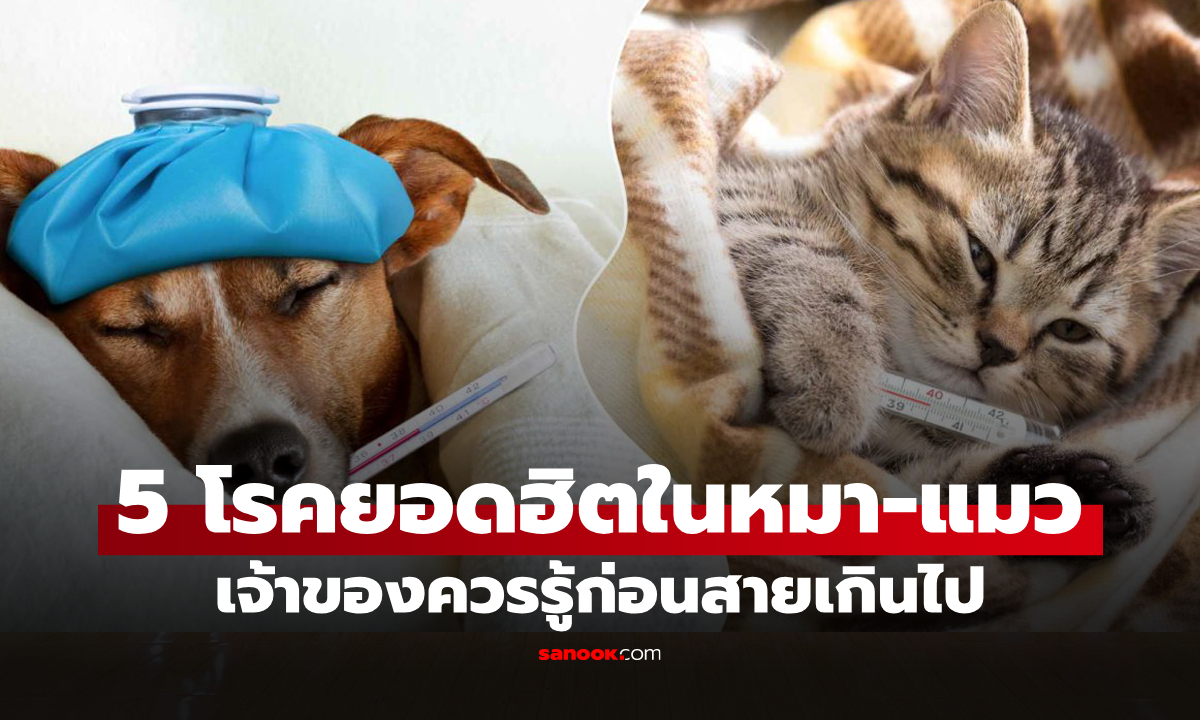 "5 โรคยอดฮิตในหมา–แมว" ที่เจ้าของควรรู้ก่อนสายเกินไป