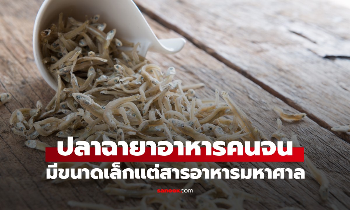 ปลาชนิดนี้ถูกเรียกว่า "อาหารคนจน" มีขนาดเล็ก แต่คุณค่าทางโภชนาการสูงมาก