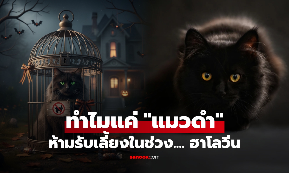 รู้หรือไม่? มีประเทศที่ "ห้ามรับเลี้ยงแมวดำ" ช่วงฮาโลวีน เหตุผลหลอน แต่ได้ใจคนรักสัตว์!