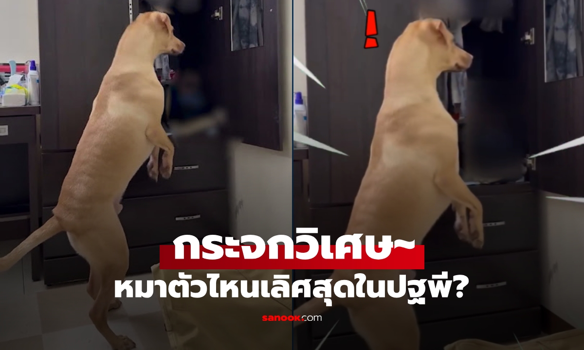 ยืน 2 ขา ส่องกระจกวิเศษ~ หมาตัวไหนเลิศสุดในปฐพี? เจ้าของยังช็อก โชคดีถ่ายไว้ทัน!