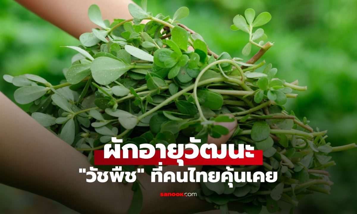 ผักอายุวัฒนะ "วัชพืช" ที่คนไทยคุ้นเคย รู้สรรพคุณแล้วทึ่ง สมุนไพรทั่วโลกยกย่อง