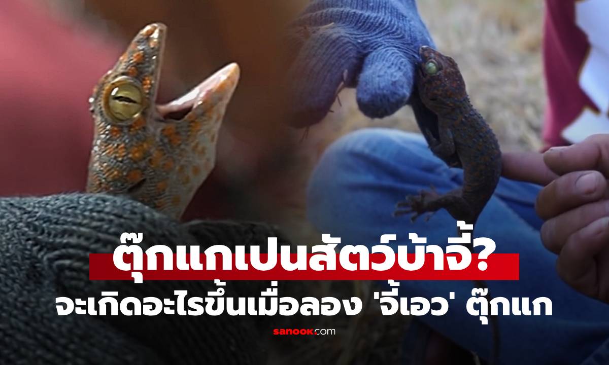 ตุ๊กแกกัดไม่ปล่อยต้องทำไง? หนุ่มพิสูจน์วิธีไหนเวิร์ก ลอง 'จี้เอว' ผลลัพธ์ที่ได้เกินคาด!