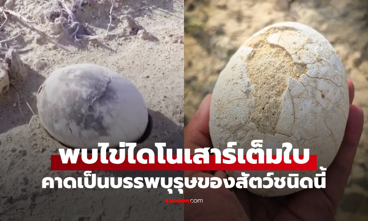 นักบรรพชีวินตะลึง "ไข่ทั้งฟอง" อายุราว 70 ล้านปี คาดเป็นบรรพบุรุษของสัตว์ชนิดนี้