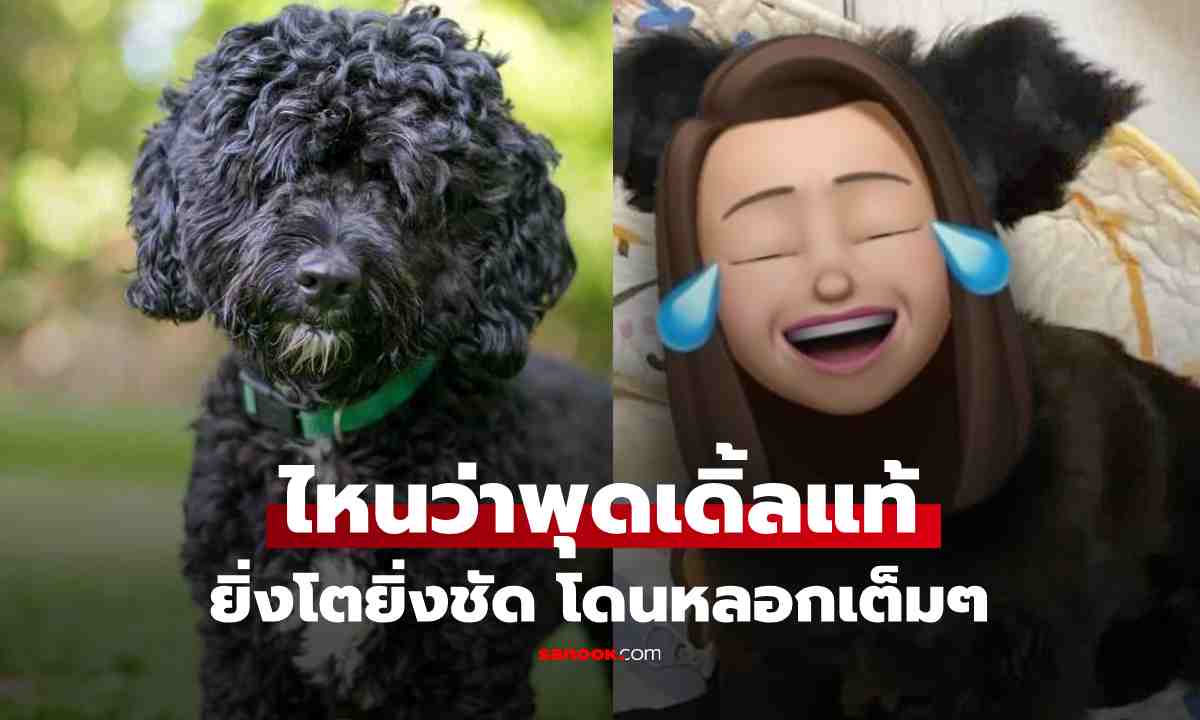 สาวซื้อพุดเดิ้ลออนไลน์ ร้านยัน "ของแท้" แต่ยิ่งโตยิ่งเอะใจ พาหาหมอ ถึงรู้ โดนหลอกเต็มๆ